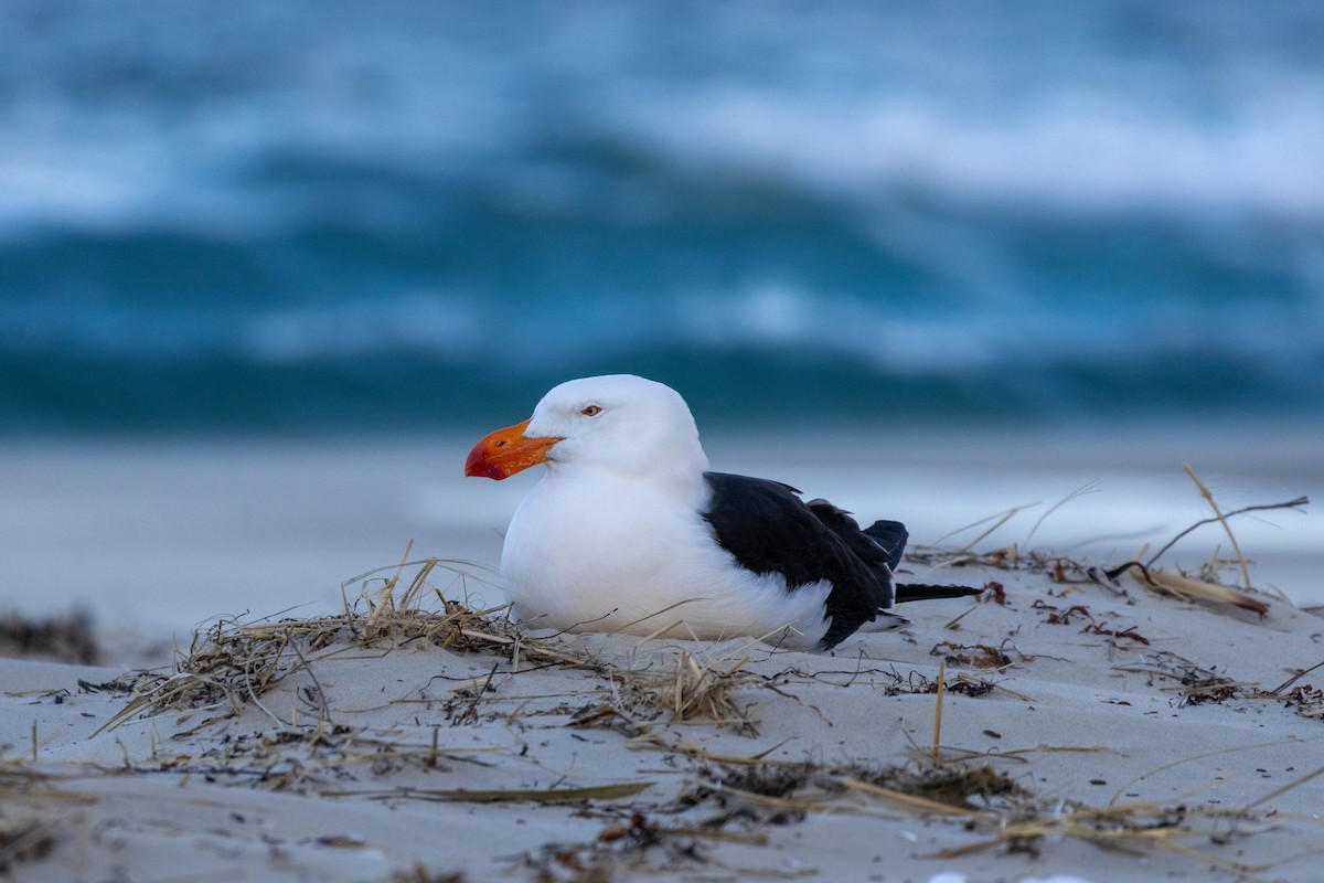 Pacific Gull - ML643223753