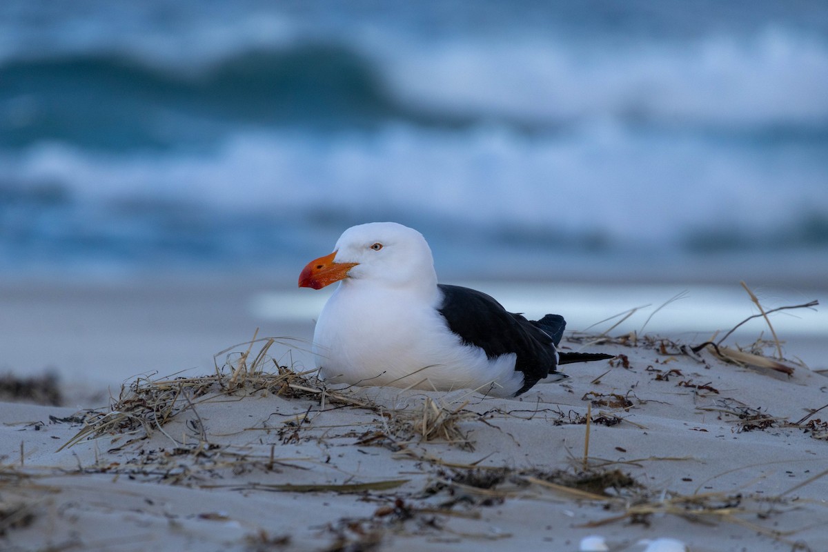 Pacific Gull - ML643223754