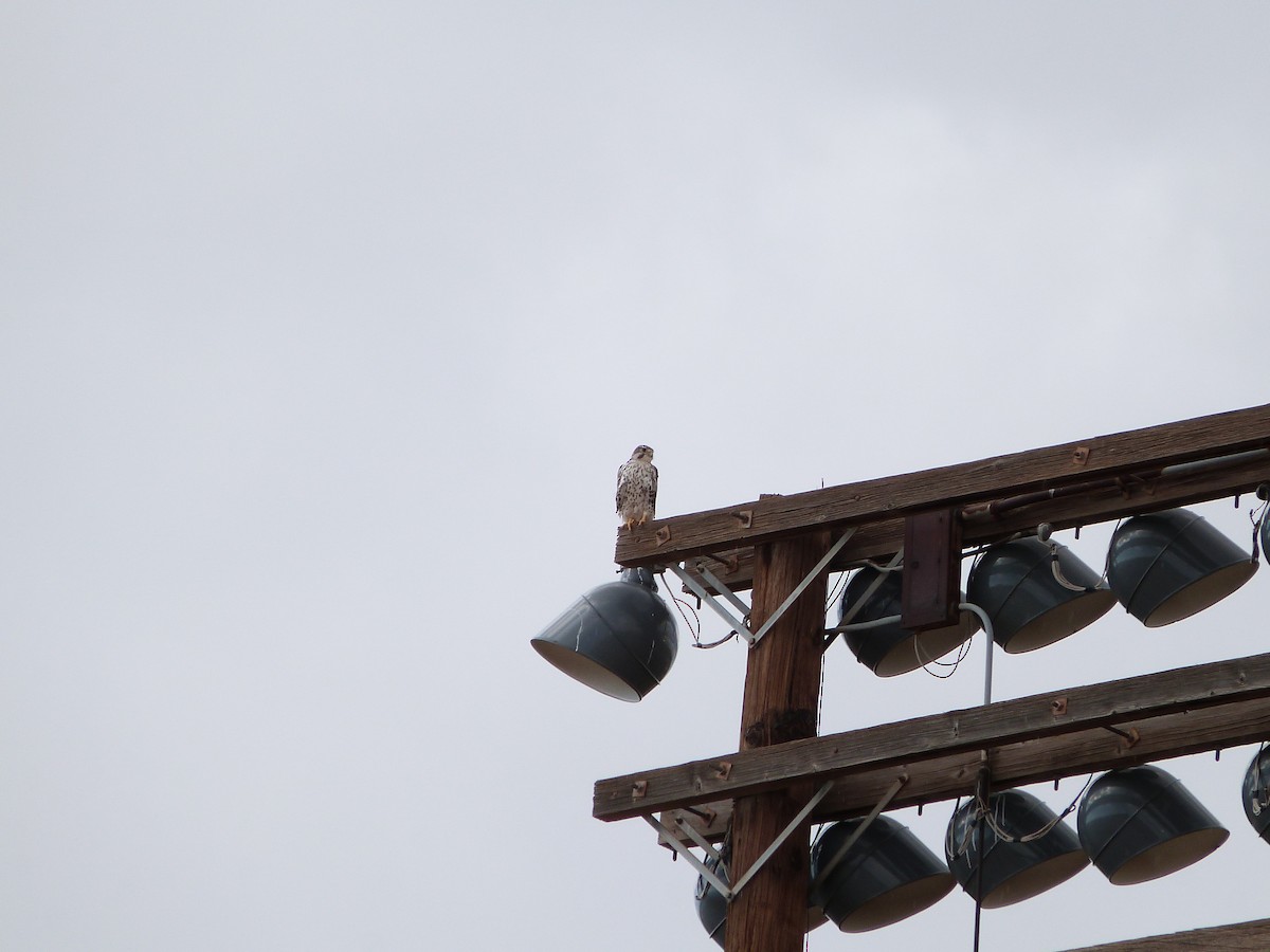 Prairie Falcon - ML643223756