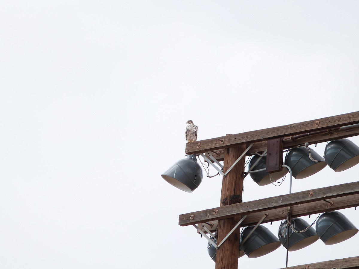 Prairie Falcon - ML643223757