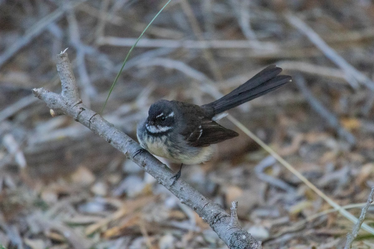 Gray Fantail (albiscapa) - ML643223758