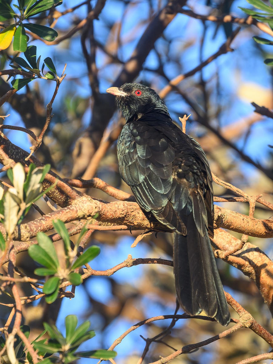 Pacific Koel (Australian) - ML643223760