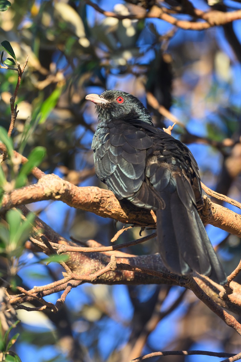 Pacific Koel (Australian) - ML643223761