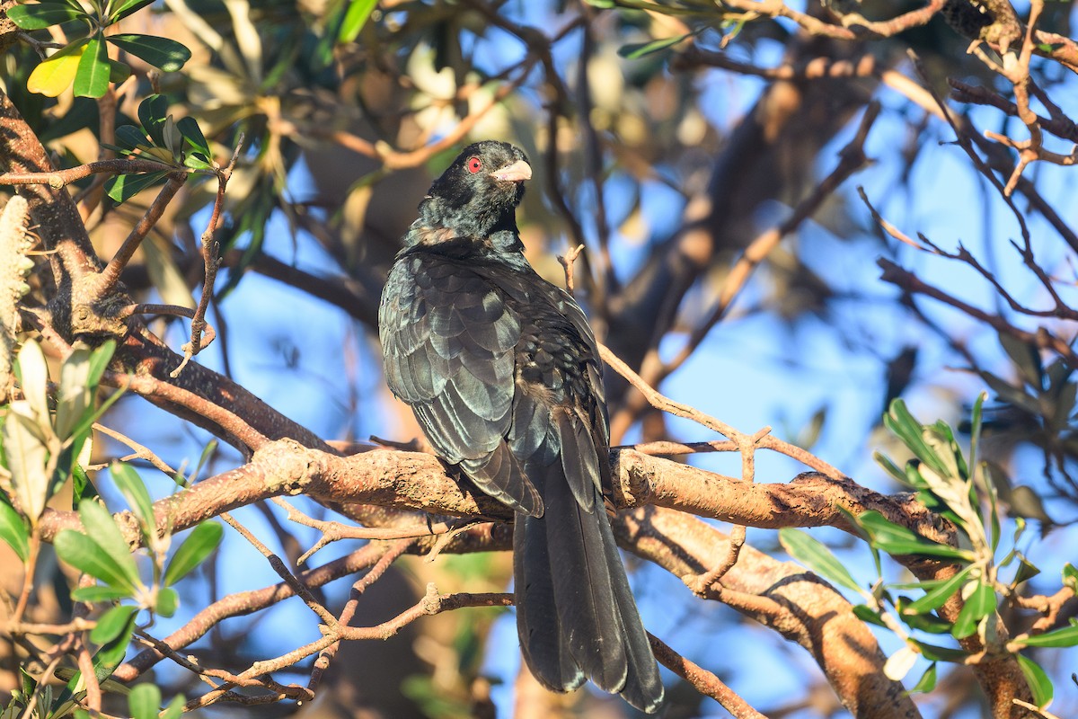 Pacific Koel (Australian) - ML643223762