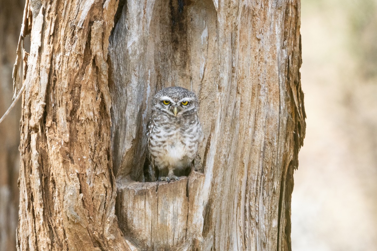 Spotted Owlet - ML643223764