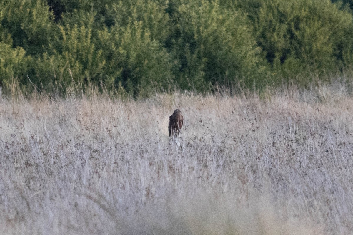 Swamp Harrier - ML643223767