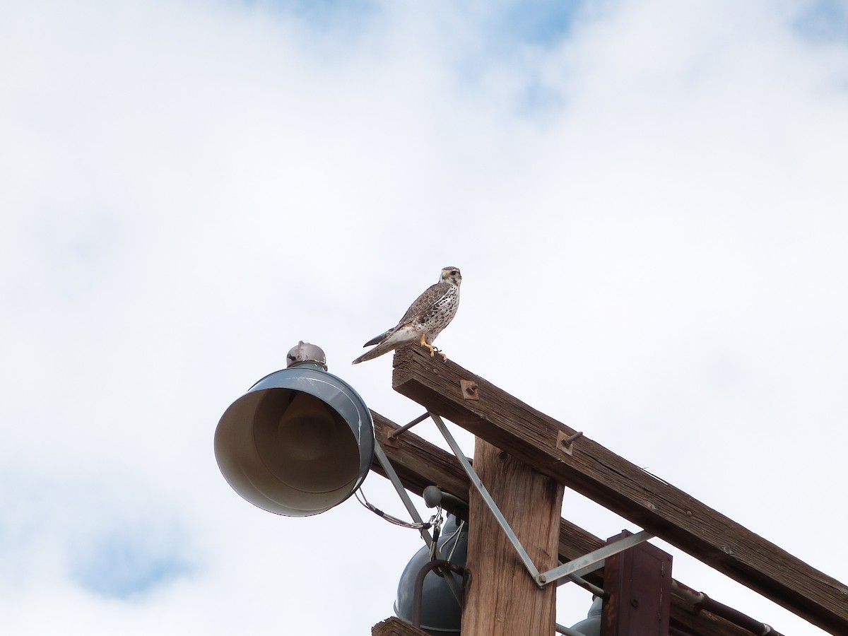 Prairie Falcon - ML643223768