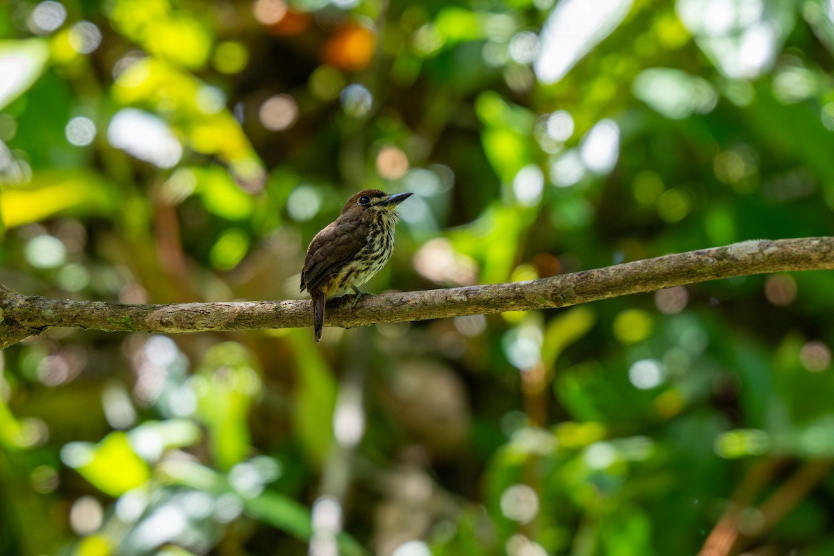 White-whiskered Puffbird - ML643223772