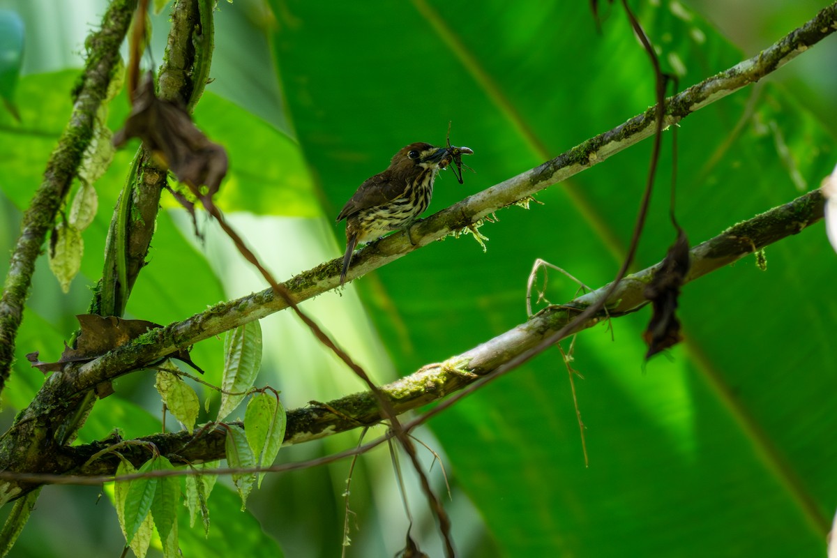 White-whiskered Puffbird - ML643223773