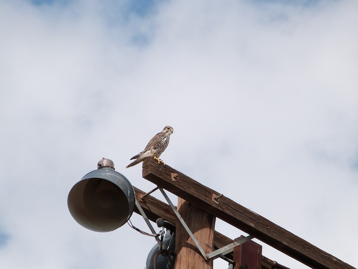 Prairie Falcon - ML643223774