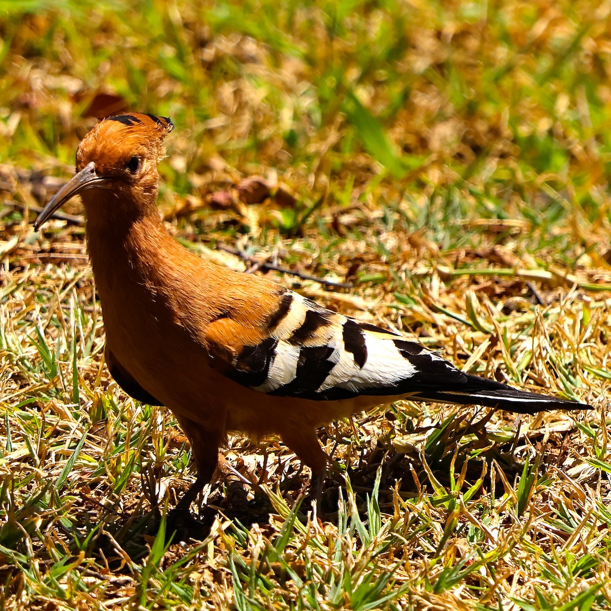 Eurasian Hoopoe - ML643223775