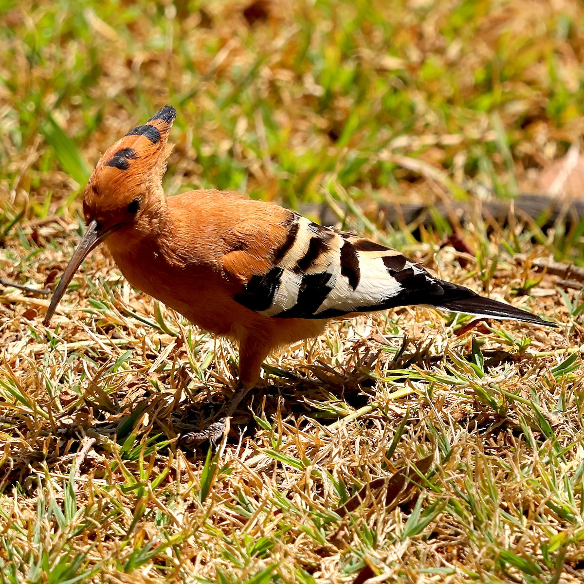Eurasian Hoopoe - ML643223776