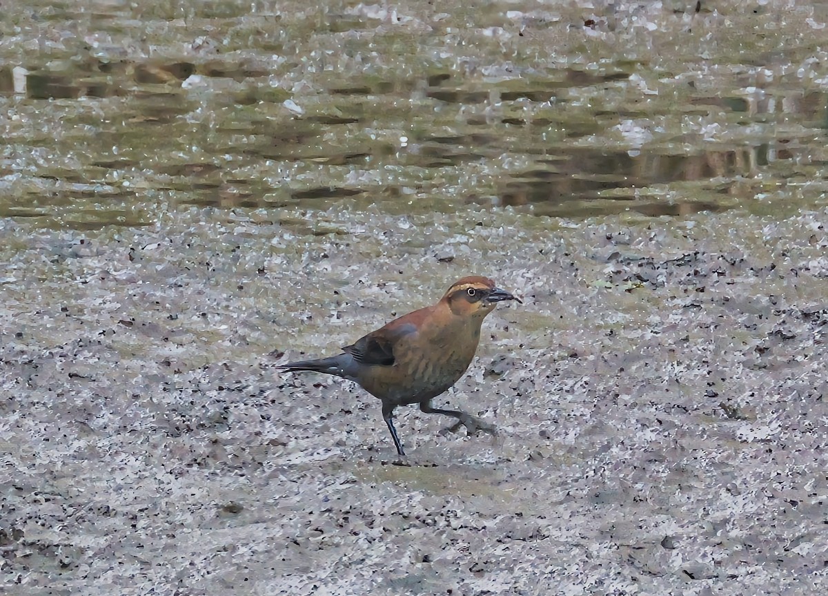 Rusty Blackbird - ML643223777