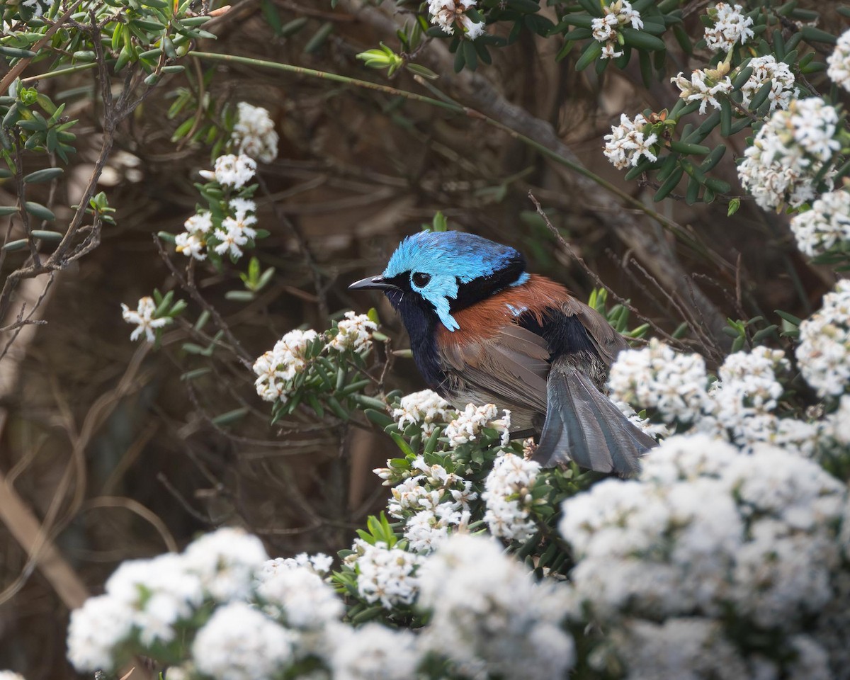 Red-winged Fairywren - ML643223779