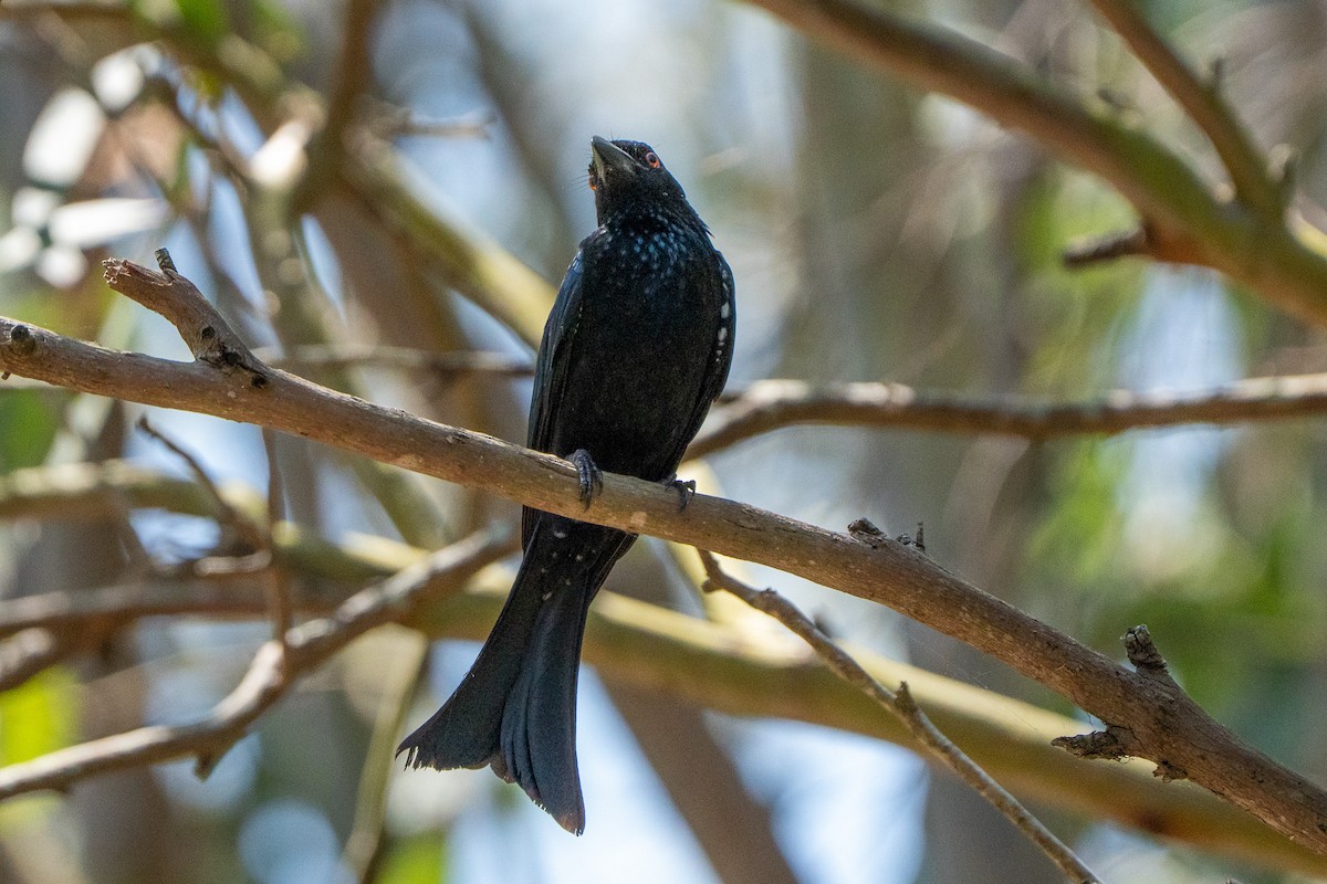 Drongo pailleté - ML643223783