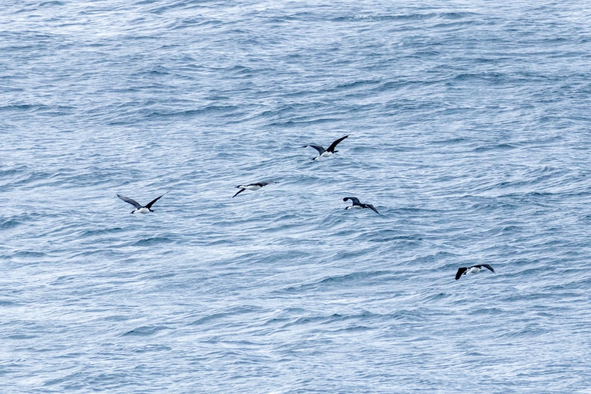 Black-faced Cormorant - ML643223792