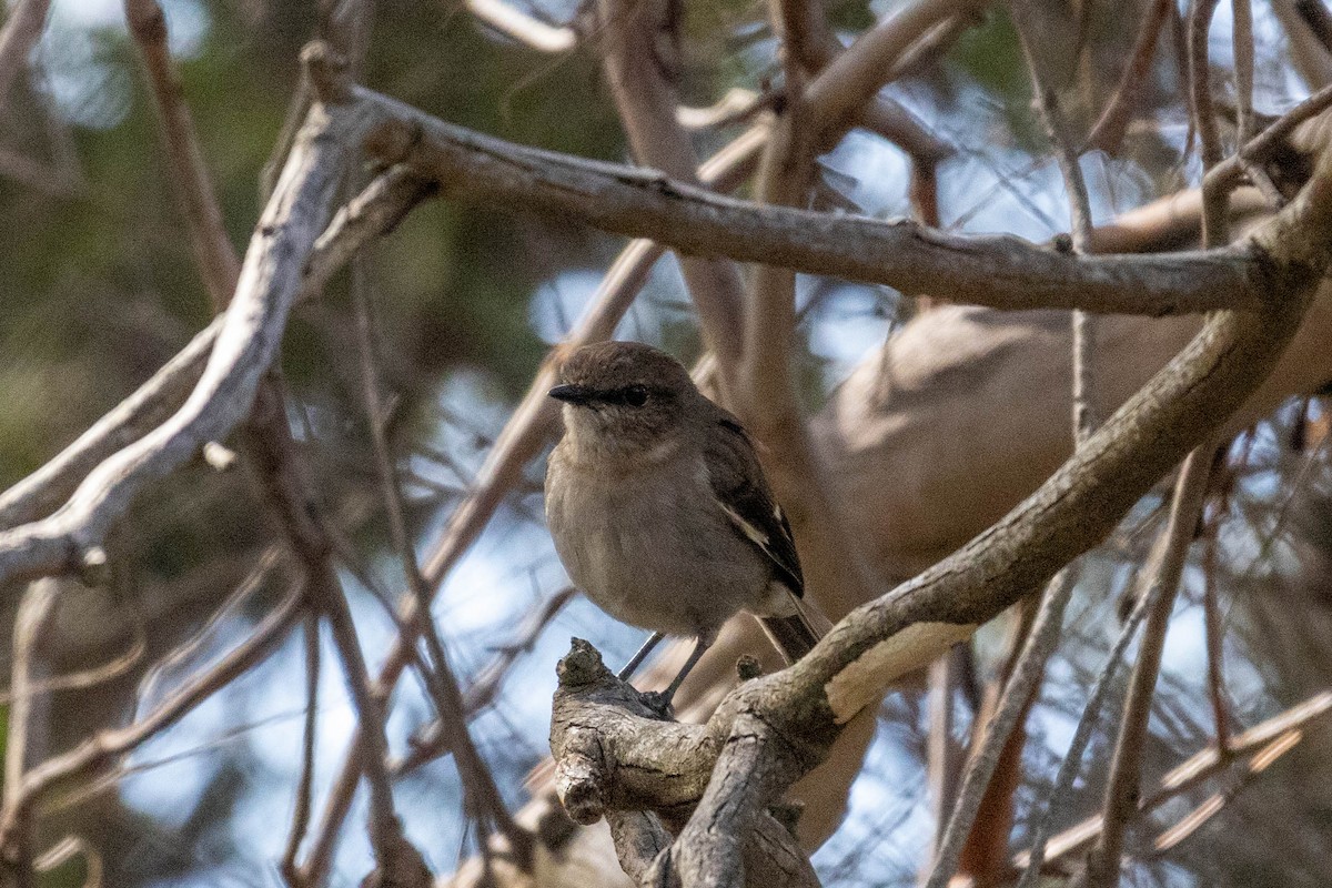 Dusky Robin - ML643223815