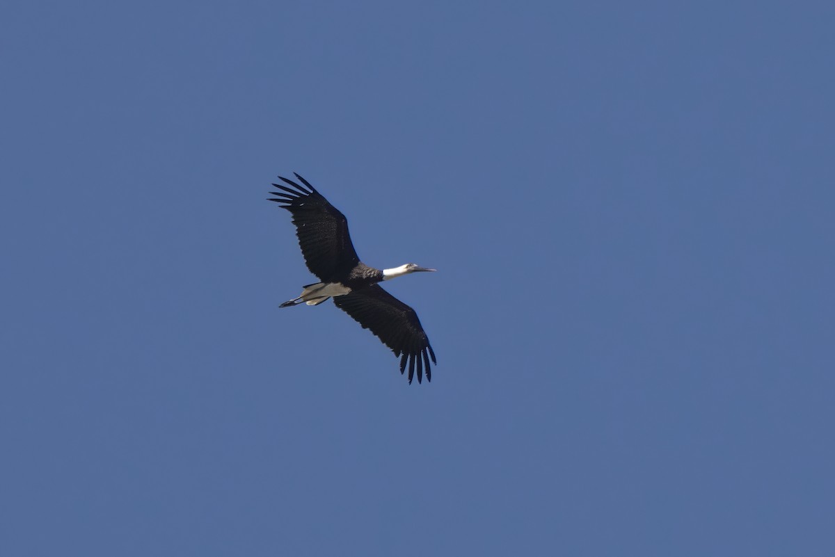 African Woolly-necked Stork - ML643223826
