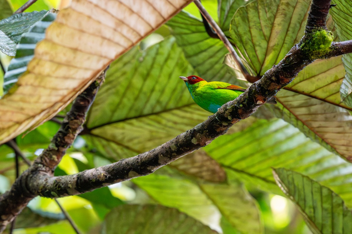 Rufous-winged Tanager - ML643223832