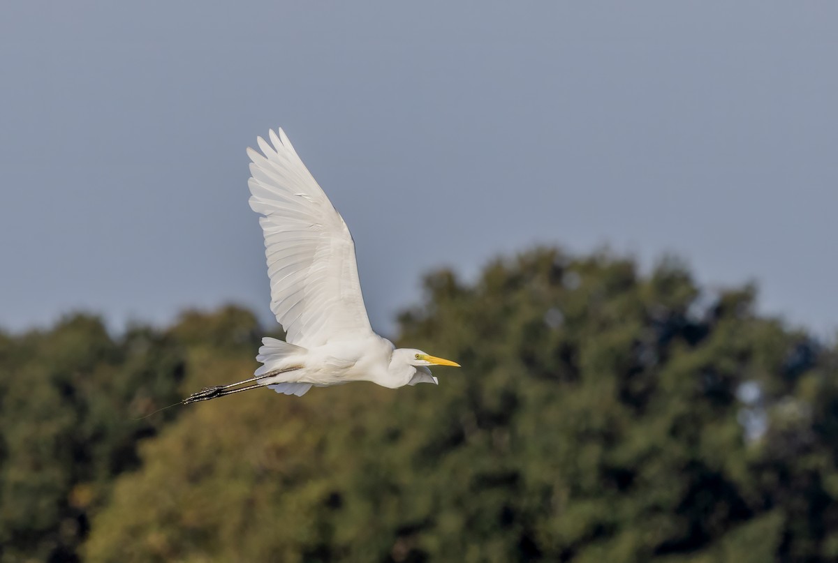 Great Egret - ML643223842