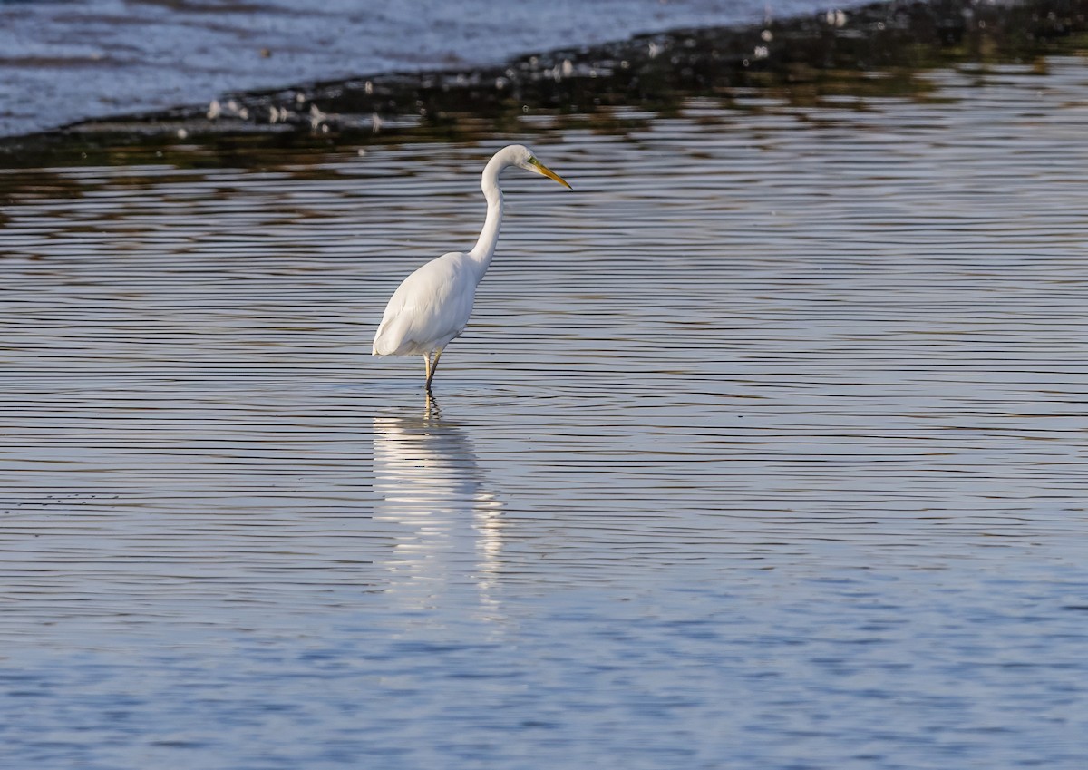 Great Egret - ML643223843