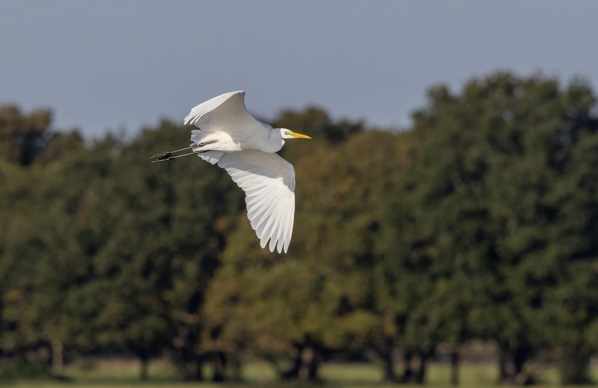 Great Egret - ML643223844