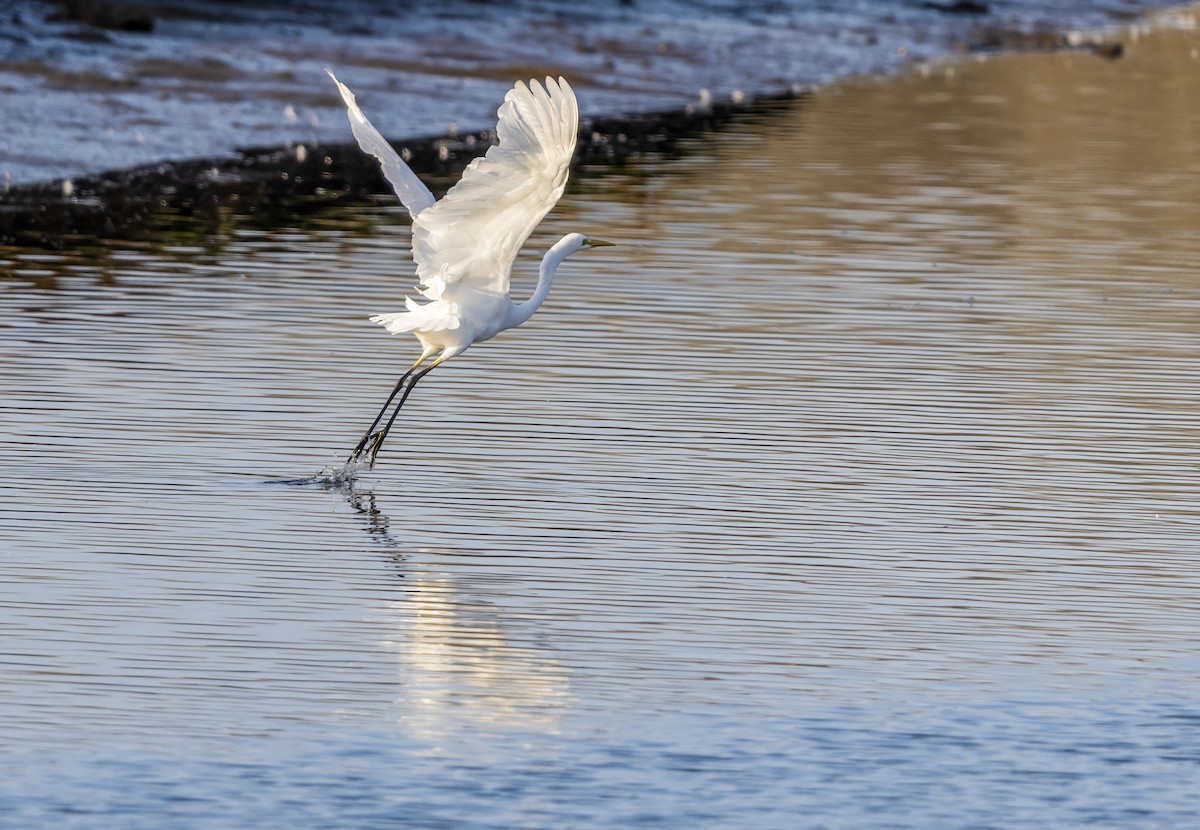 Great Egret - ML643223845