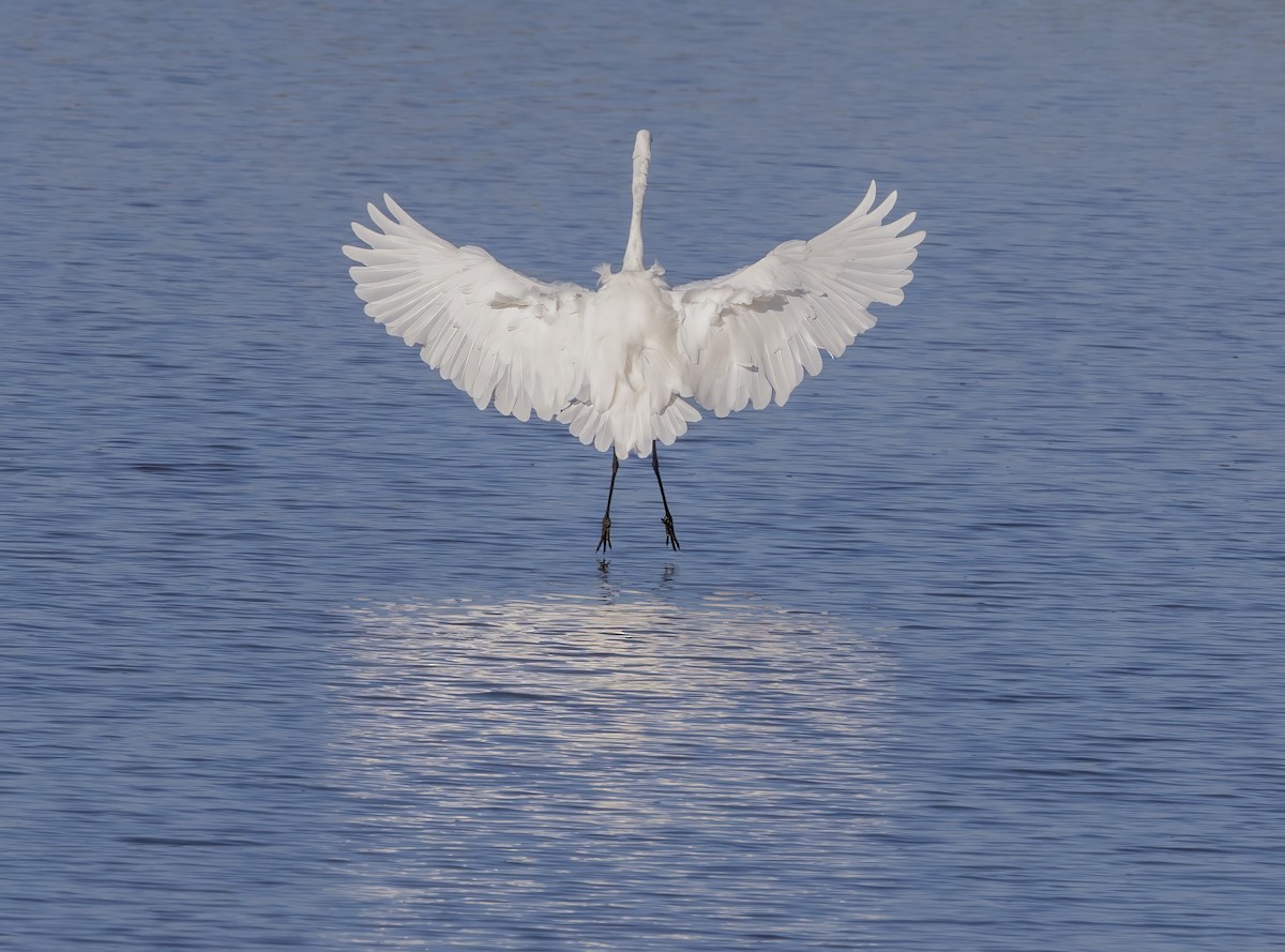 Great Egret - ML643223846