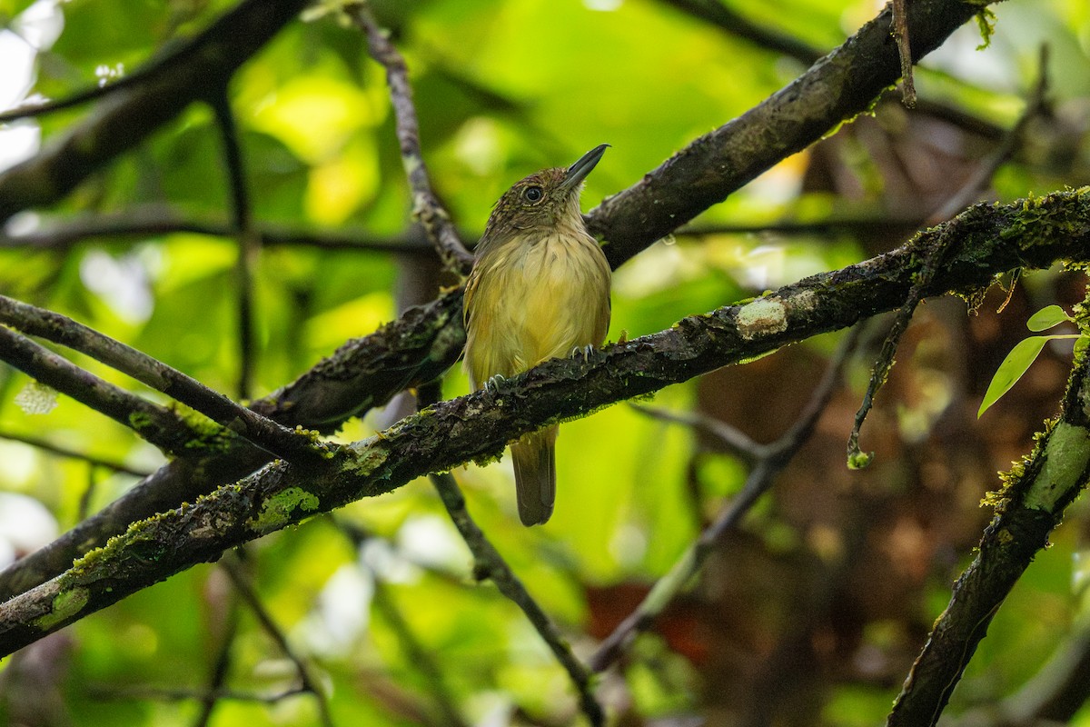Spot-crowned Antvireo - ML643223852