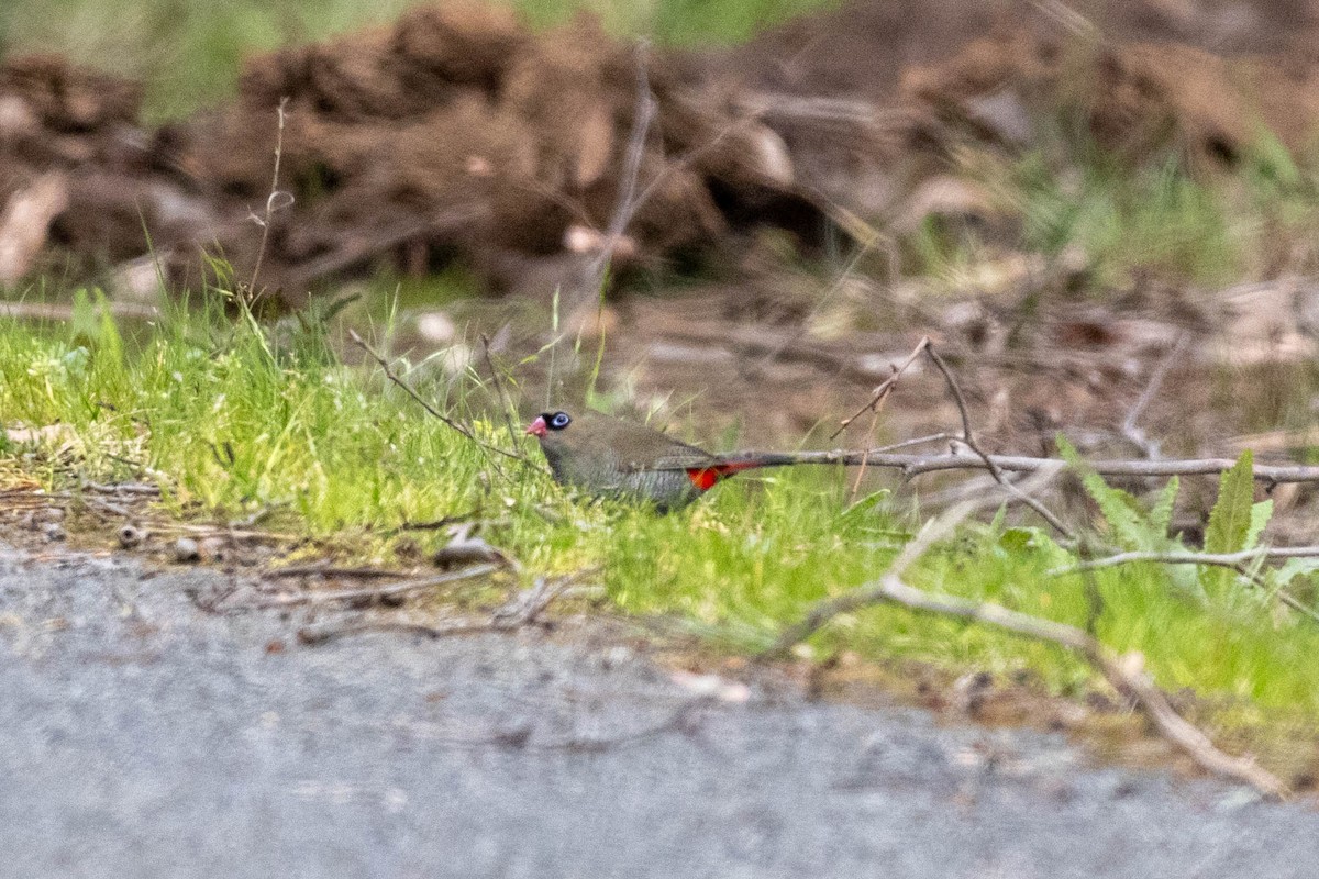 Beautiful Firetail - ML643223870