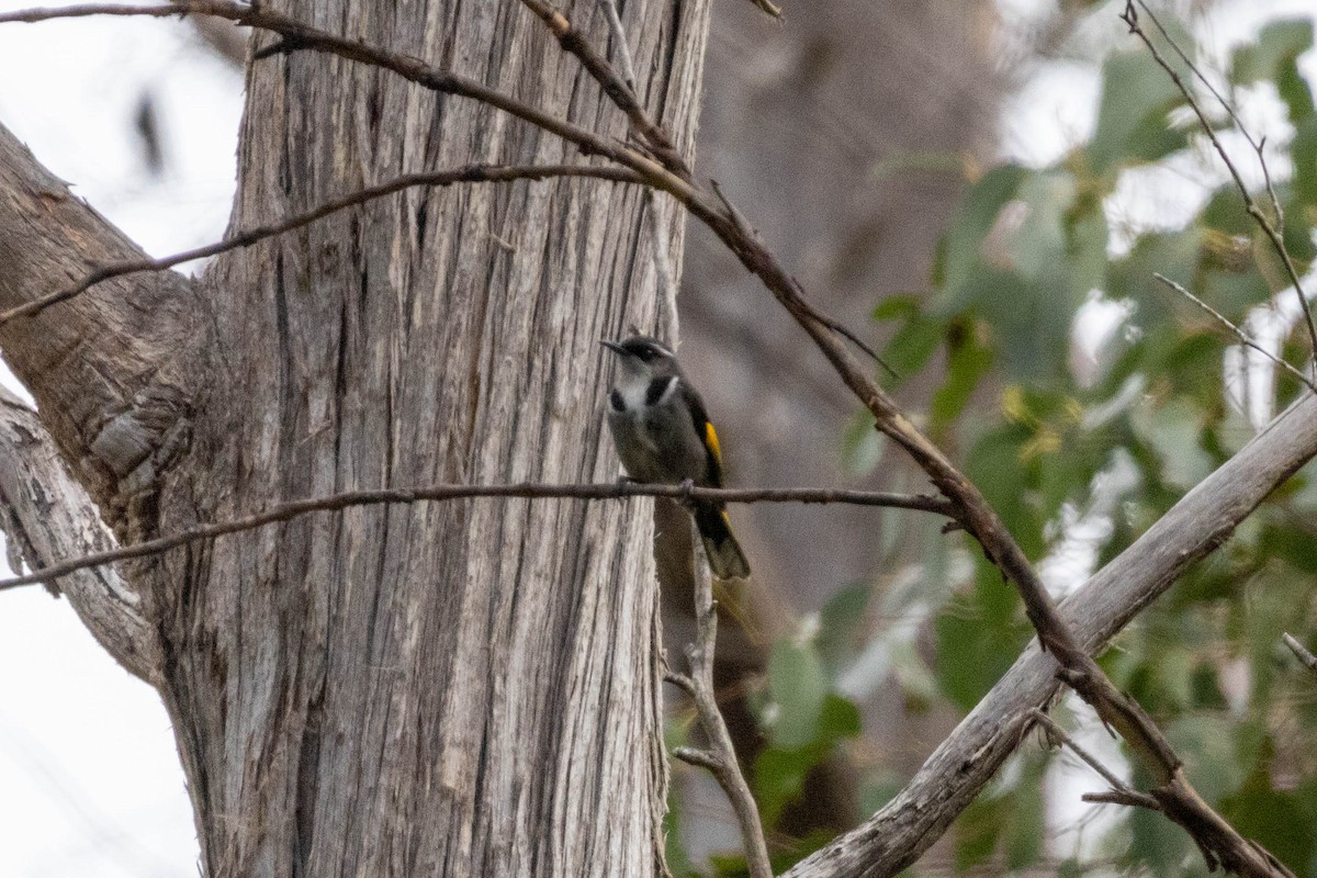 Crescent Honeyeater - ML643223872