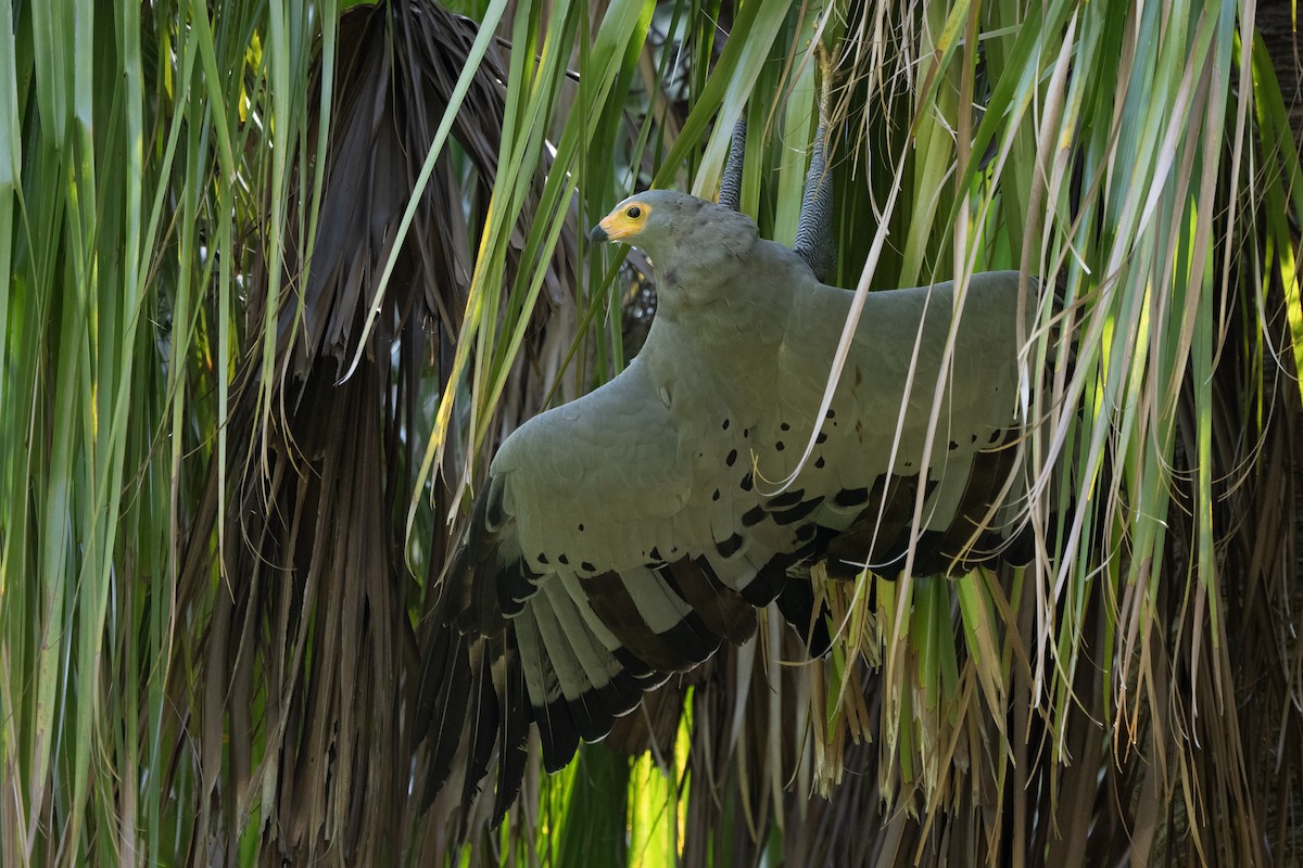 African Harrier-Hawk - ML643223883