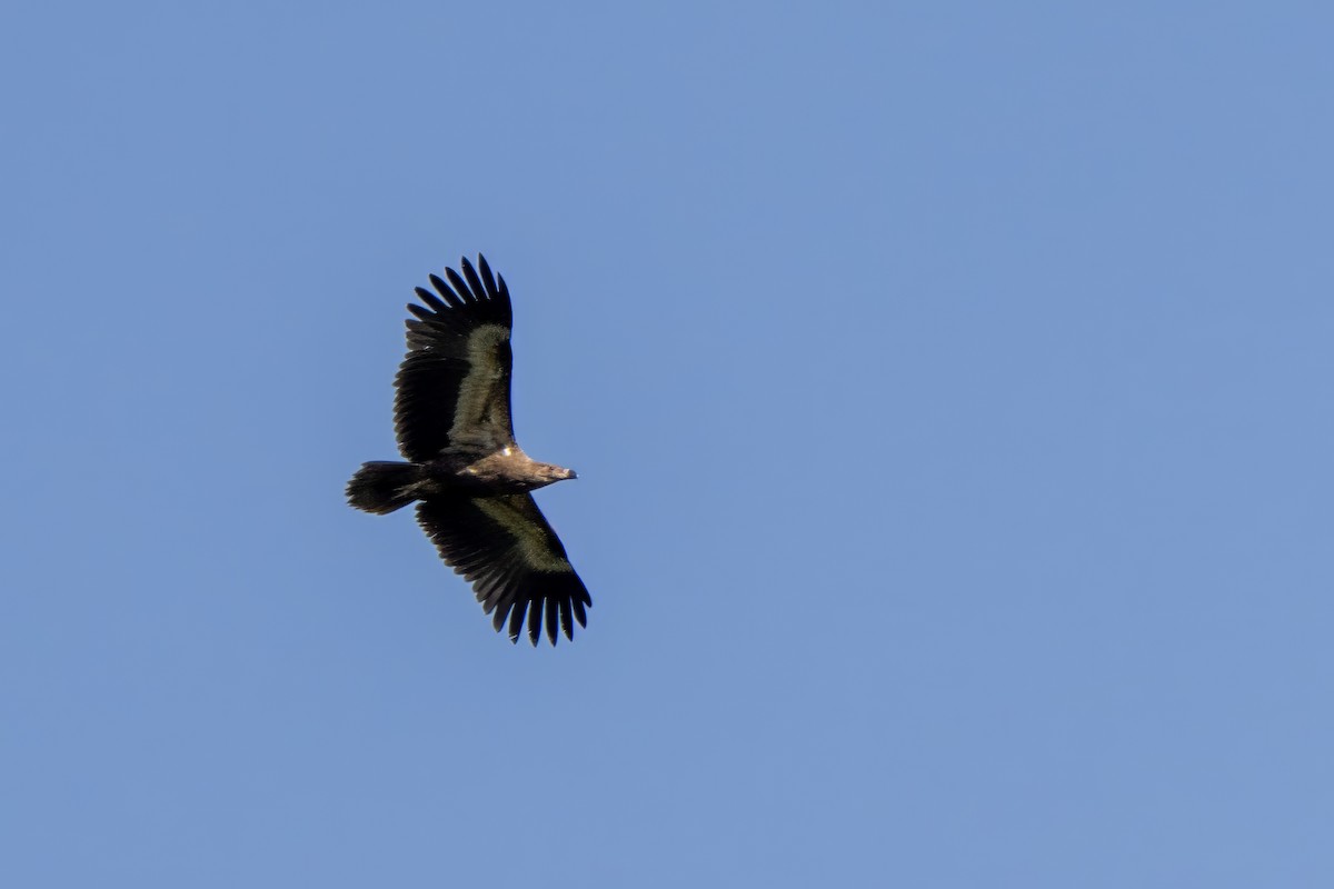 Palm-nut Vulture - ML643223885