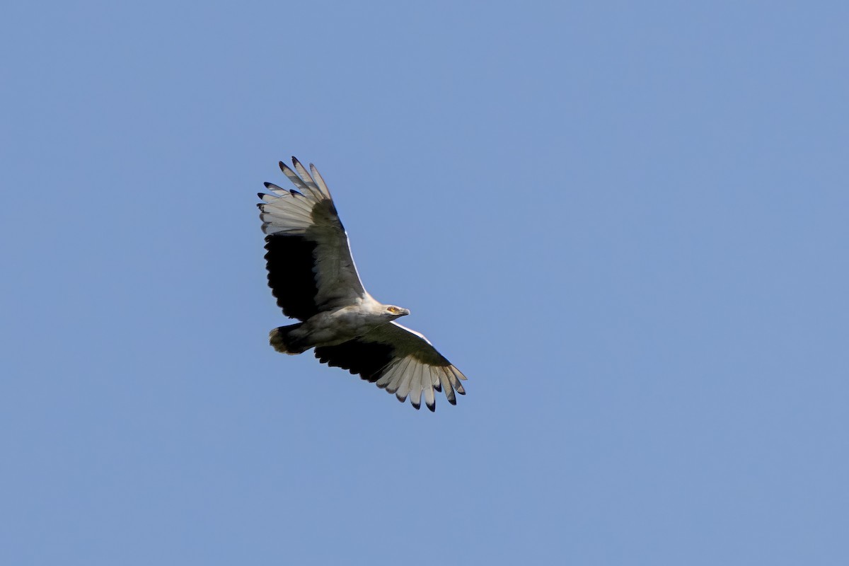 Palm-nut Vulture - ML643223886