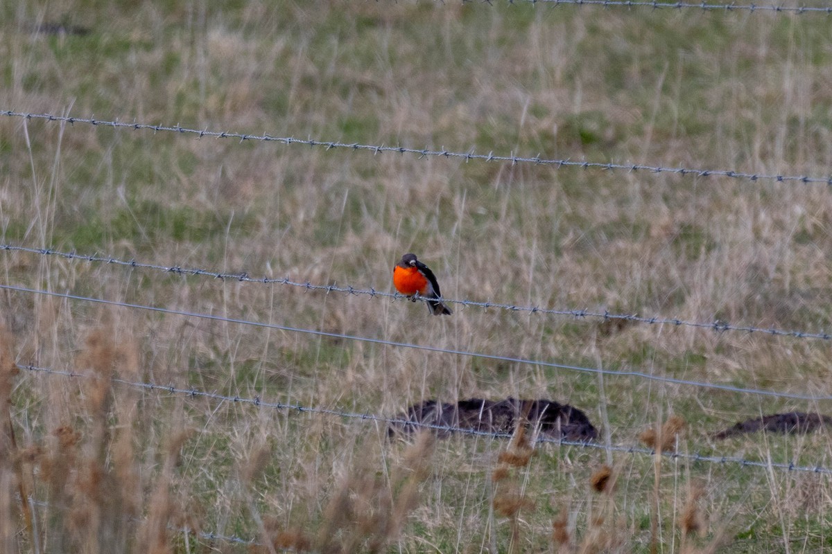 Flame Robin - ML643223889