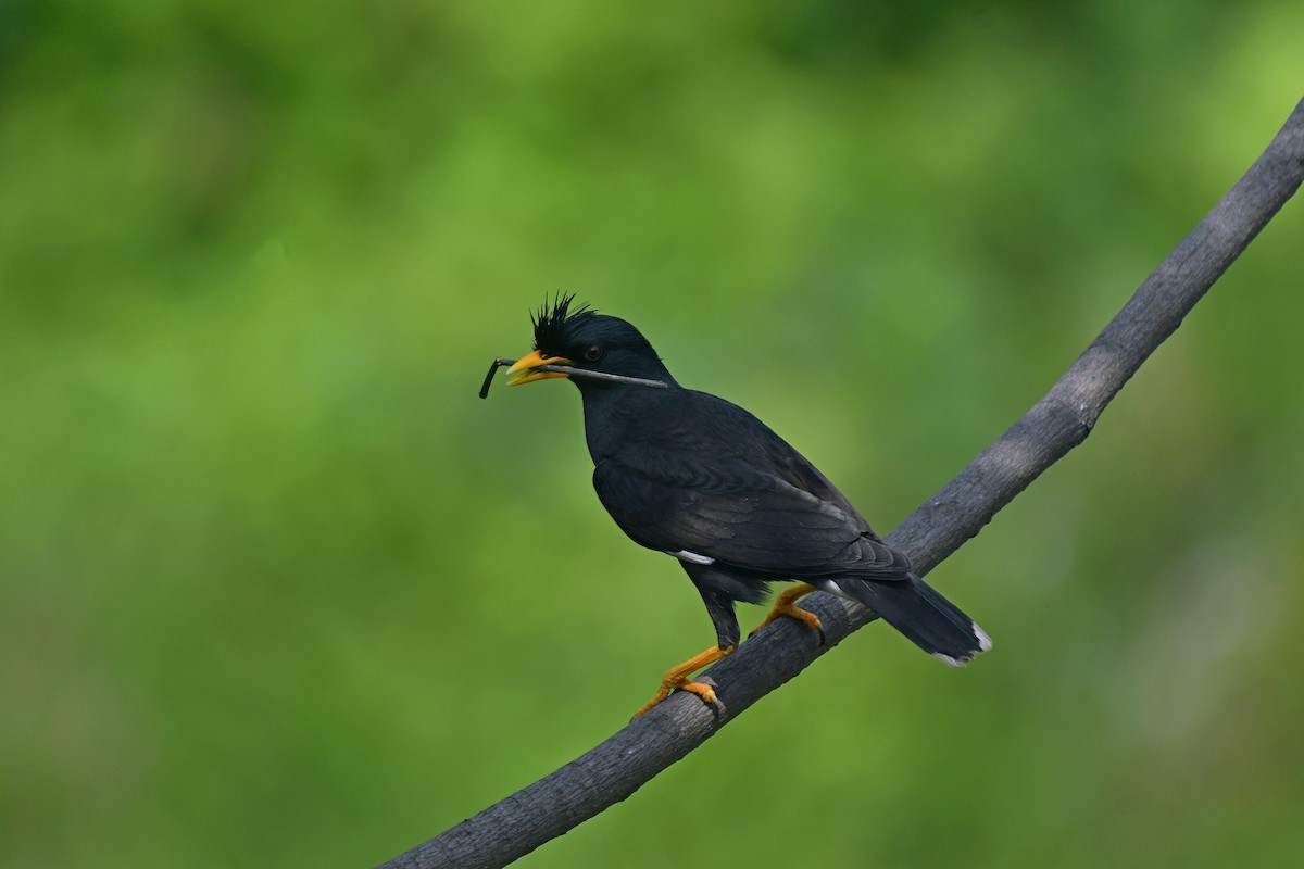 Great Myna - ML643223890