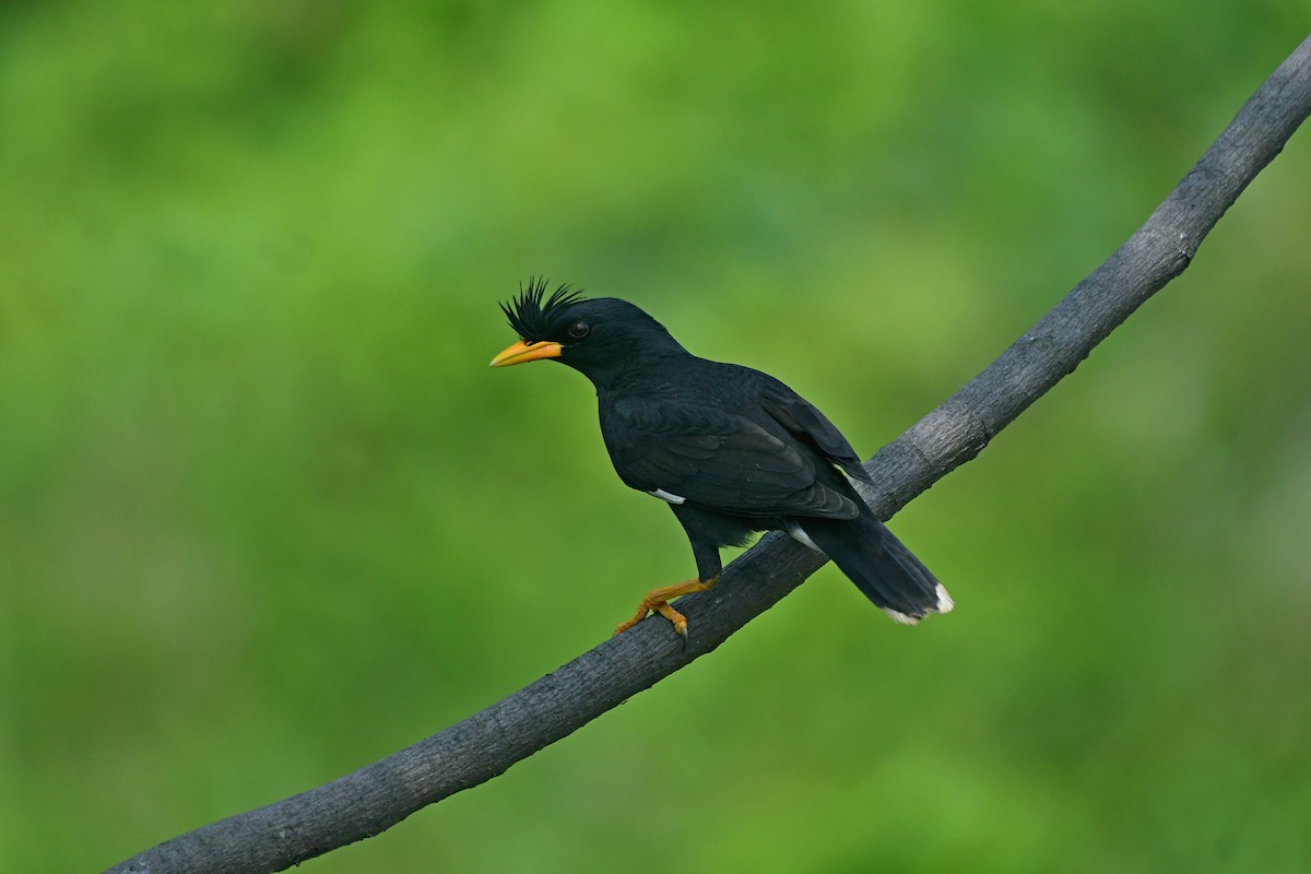 Great Myna - ML643223911