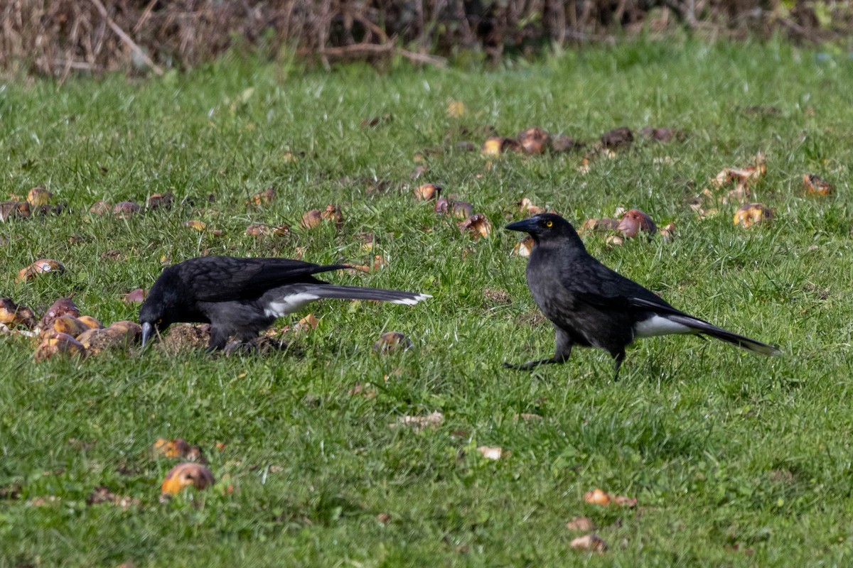 Gray Currawong (Clinking) - ML643223912