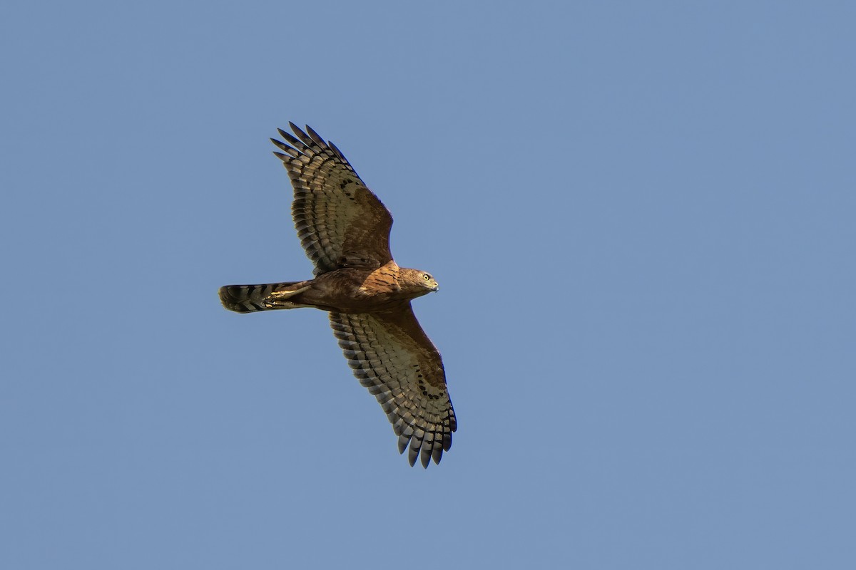 Black Goshawk - ML643223918