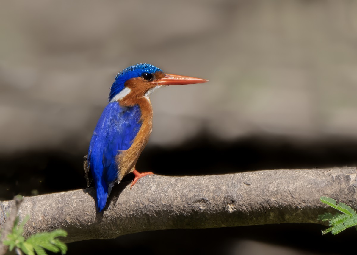 Malachite Kingfisher - ML643223936