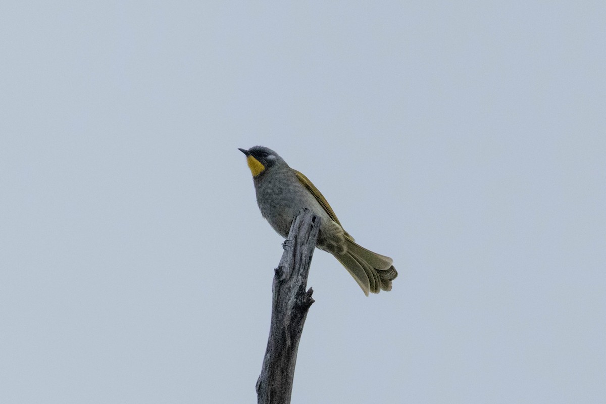 Yellow-throated Honeyeater - ML643223937