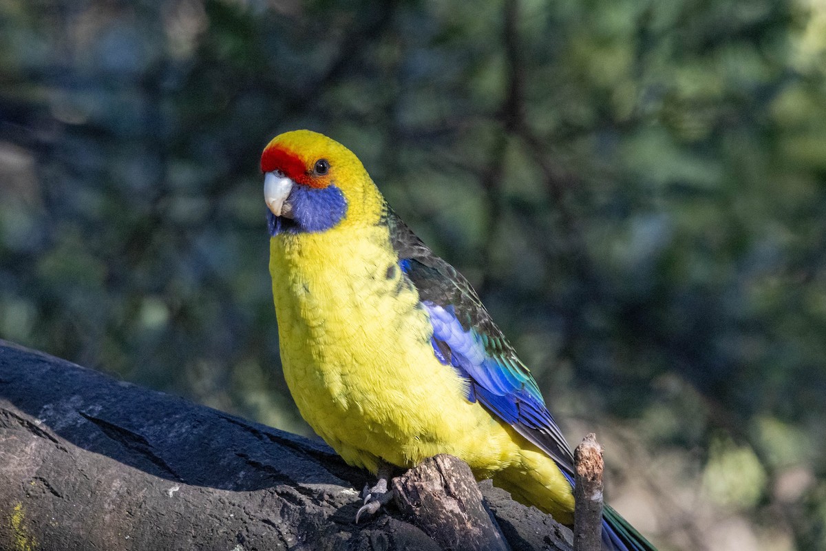 Green Rosella - ML643223942