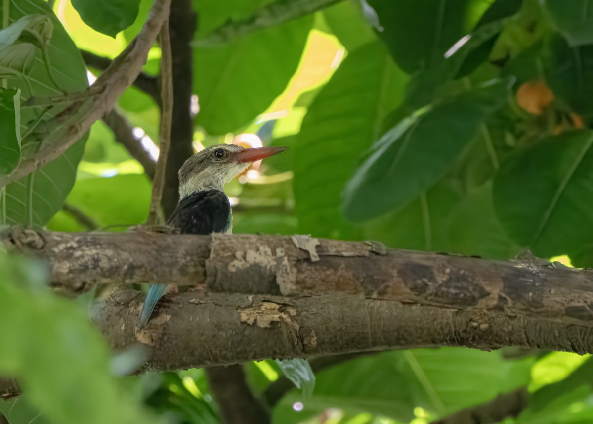 Brown-hooded Kingfisher - ML643223951