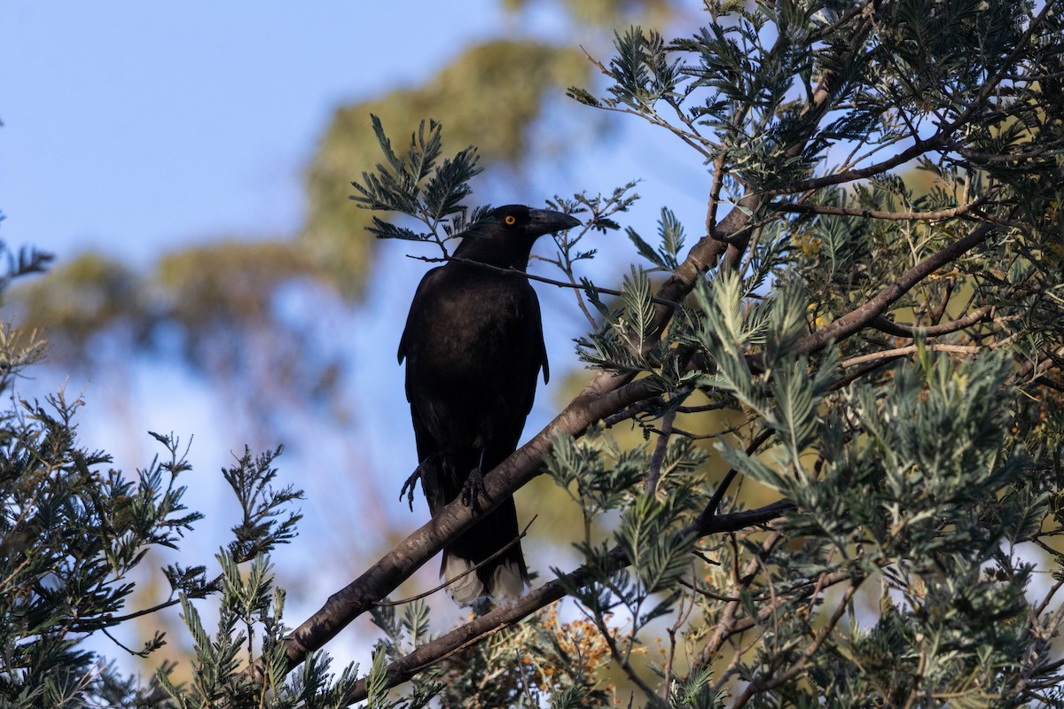 Black Currawong - ML643223952