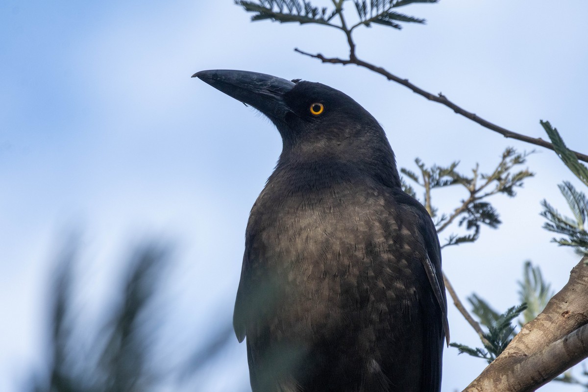 Black Currawong - ML643223953