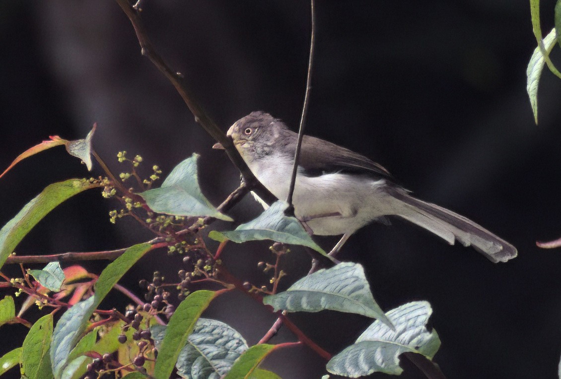 Blue-winged Minla - ML643223961