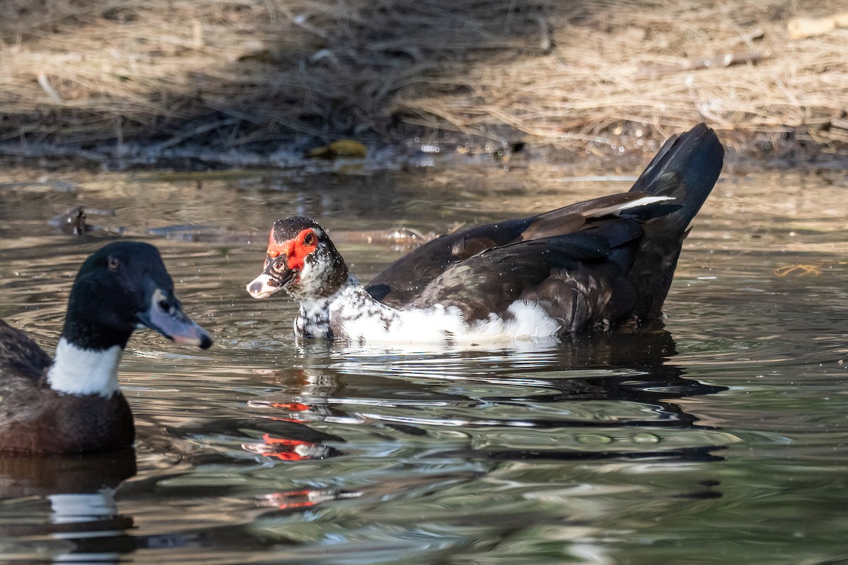 Muscovy Duck (Domestic type) - ML643223964