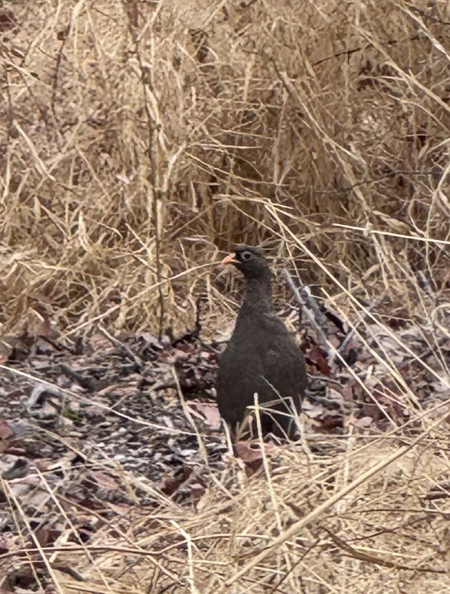 Red-billed Spurfowl - ML643223967