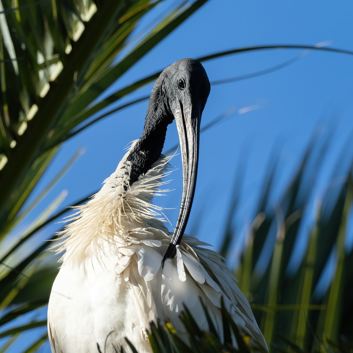 Australian Ibis - ML643223968