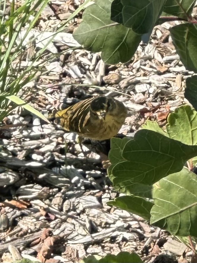 Palm Warbler - ML643223981